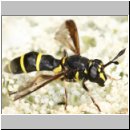 Ceriana conopsoides - Schwebfliege 01f.jpg